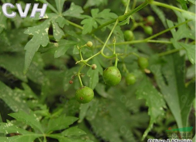烏頭葉蛇葡萄 草葡萄、草白蘞
