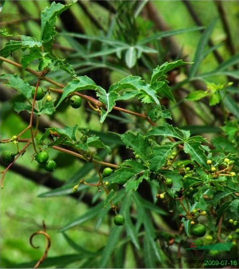 掌裂蛇葡萄 掌裂草葡萄、光葉草葡萄