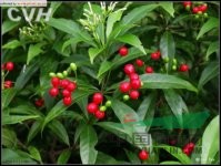 蘿芙木 魚膽木、山辣椒、刀傷藥