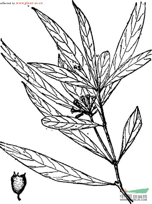 狹葉海桐 