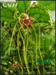 羊角拗 羊角扭、貓屎殼、斷腸草