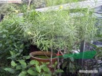 黃花夾竹桃 黃花狀元竹、酒杯花