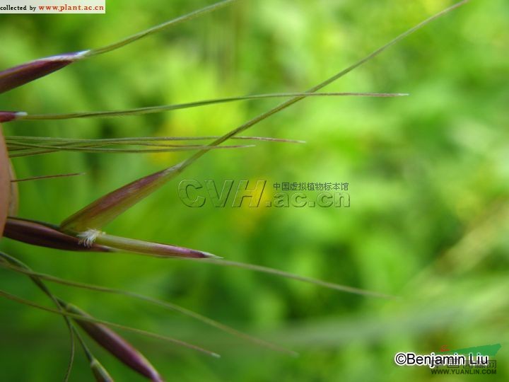 羽茅 