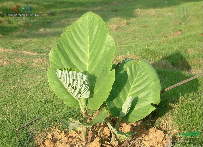 大葉火筒樹(shù) 