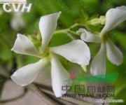 絡(luò)石 爬墻虎、鉆骨風(fēng)、棉絮繩