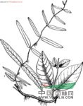 石血 