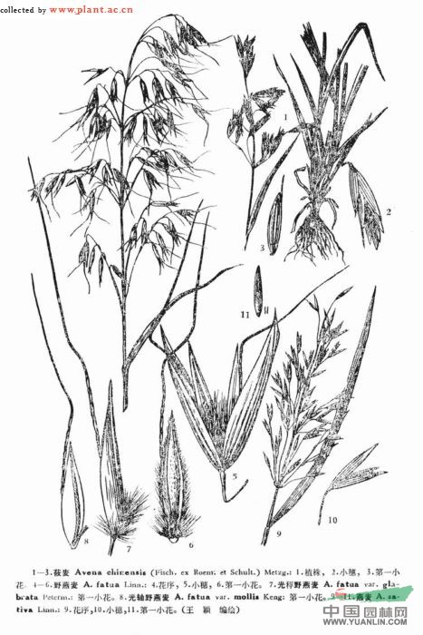 光軸野燕麥 