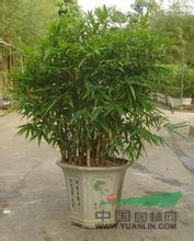 花眉竹 
