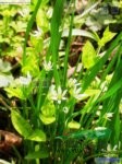 三花頂冰花 