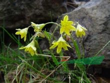 細(xì)弱頂冰花 