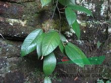 爬藤榕 長葉鐵牛、小號牛奶仔、枇杷藤、抓石榕、山牛奶、風(fēng)藤、小木蓮、小葉風(fēng)藤、小葉風(fēng)繩、狹葉薛荔