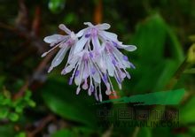 胡麻花 