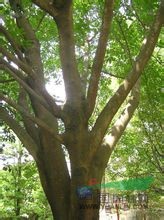 水同木 大有、豬母乳、光葉榕、空心榕、牛乳樹、水管仔 大有、豬母乳、光葉榕、空心榕、牛乳樹、水管仔
