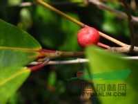 竹葉榕 狹葉榕、水稻清、竹葉牛奶樹(shù) 