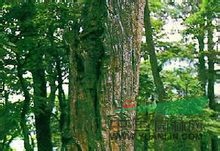 篦子三尖杉 阿里杉、梳葉圓頭杉、花枝杉。 