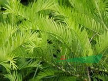 粗榧 中華粗榧杉、粗榧杉、鄂西粗榧、 中國粗榧