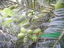 海南粗榧 薄葉篦子杉、紅殼松
