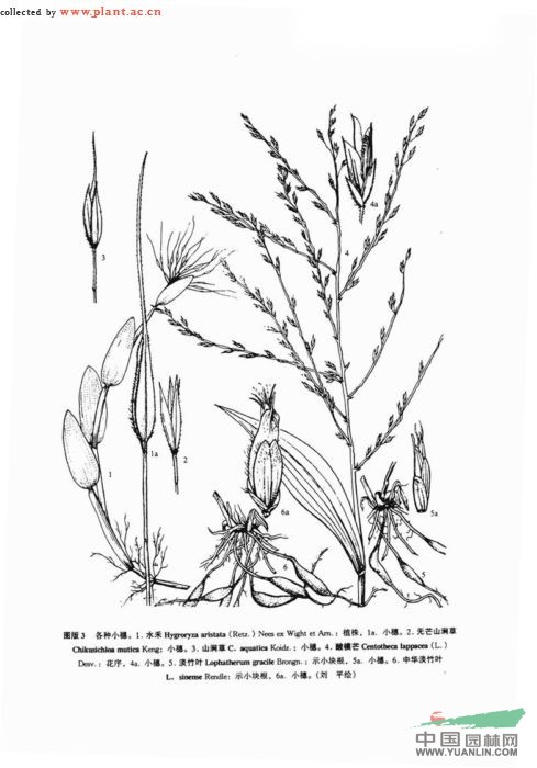 無芒山澗草 