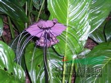 箭根薯 老虎花、山大黃、大水田七、萄葫薯、大葉屈頭雞