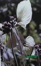 蒟蒻薯 水狗仔、老虎須、山大黃、大水田七、黃牛膽