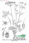 四川絲瓣芹 
