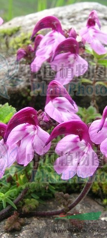 團(tuán)花馬先蒿 