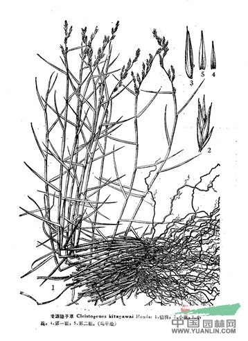 凌源隱子草(原變種) 