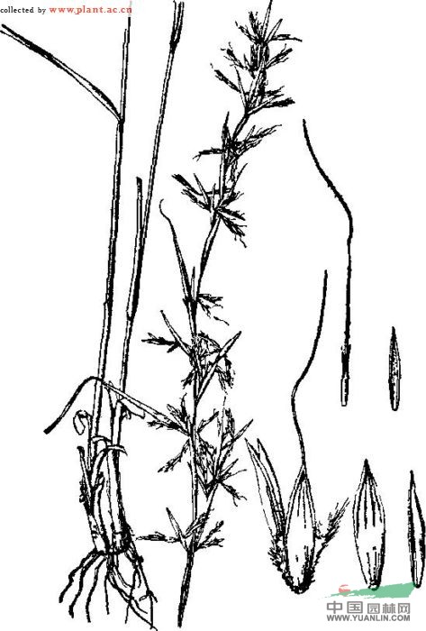桔草 