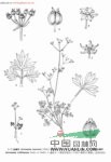 星葉絲瓣芹 