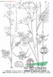 圓錐絲瓣芹 