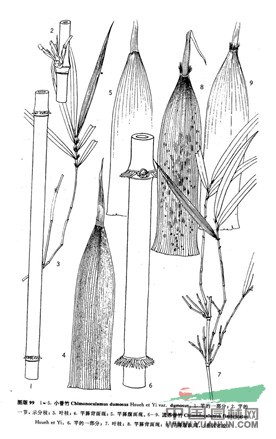 小香竹(原變種) 