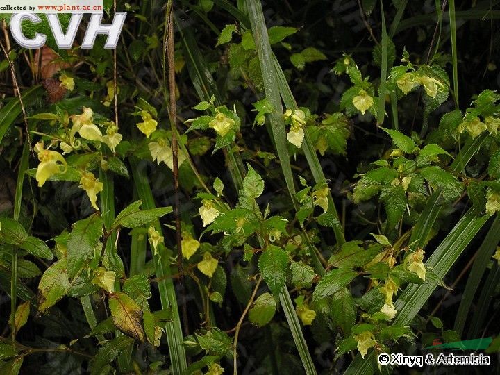 隴南鳳仙花 