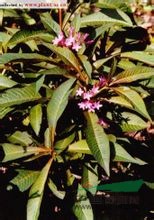 紅花蕊木 