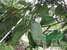 愛玉子 愛玉、玉枳、枳仔、草枳仔、澳澆、風不動 