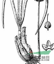 實葶蔥 