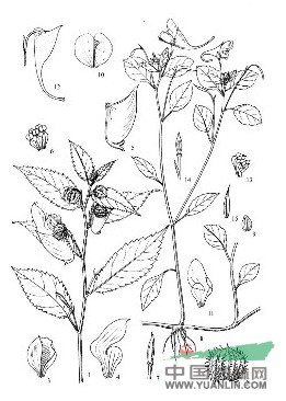撕裂萼鳳仙花 