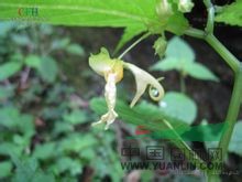 心萼鳳仙花 
