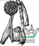 洋蔥 