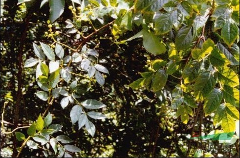 廣東蛇葡萄 粵蛇葡萄、赤枝山葡萄、牛牽絲、紅血龍、田浦茶