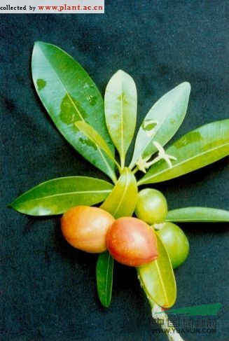玫瑰樹(shù) 