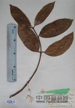 思茅山橙 