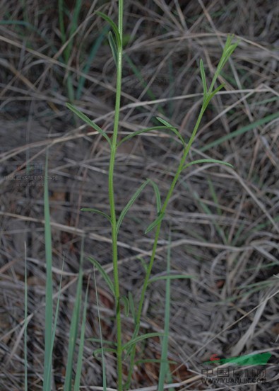大獨(dú)腳金 小白花蘇、干草