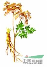 青海當(dāng)歸 麻母、獨(dú)活、白芷