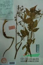 疏葉當歸 紅果當歸、騷羌活、豬獨活