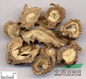 疏葉獨活 