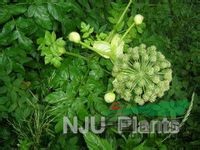 下延葉古當(dāng)歸 下延古當(dāng)歸、走馬芹