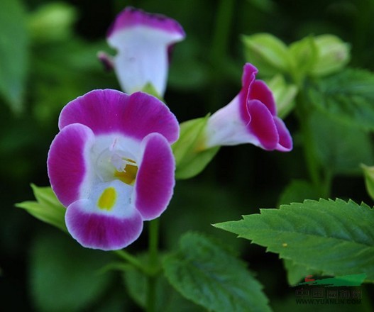 藍(lán)豬耳 蝴蝶花、蚌殼草、散膽草、老蛇藥、倒膽草、單色翼萼