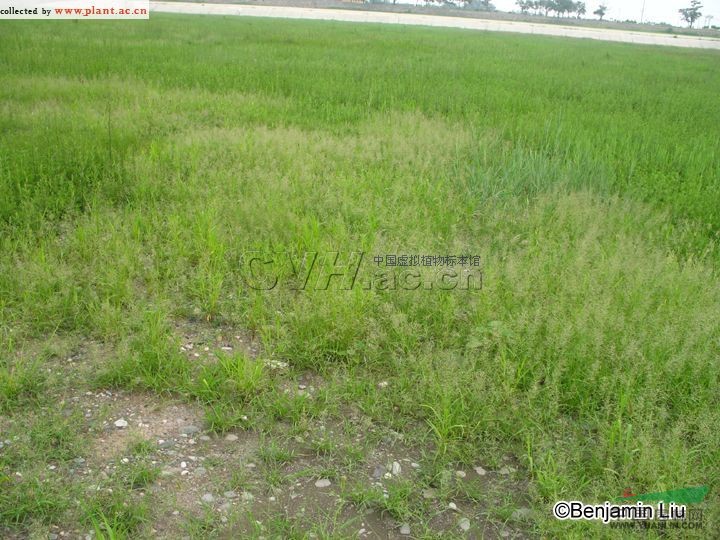 大畫(huà)眉草 