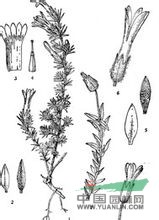 長花藍鐘花 