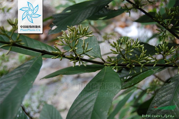 多毛茜草樹 毛山黃皮、黃棉木、極尖茜草樹